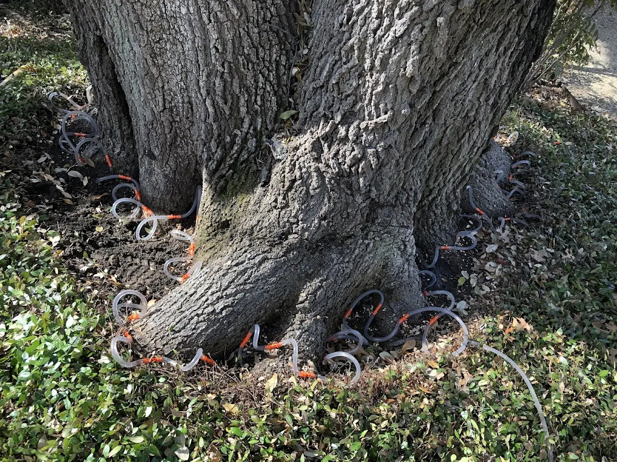 Detailed Tree Cabling and Bracing job site in Summit Argo